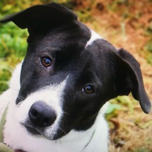 Meet your Posher, Terry